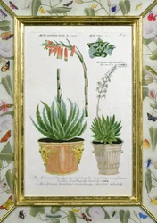Aloe